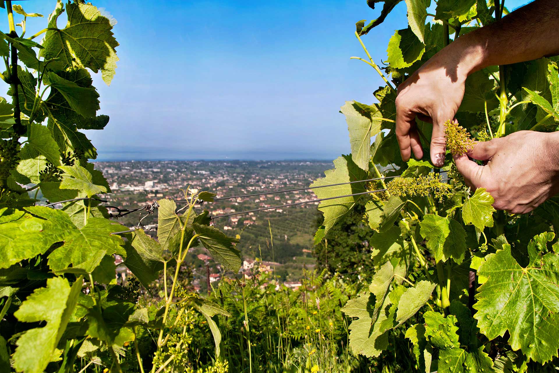 Giardini Ripa di Versilia